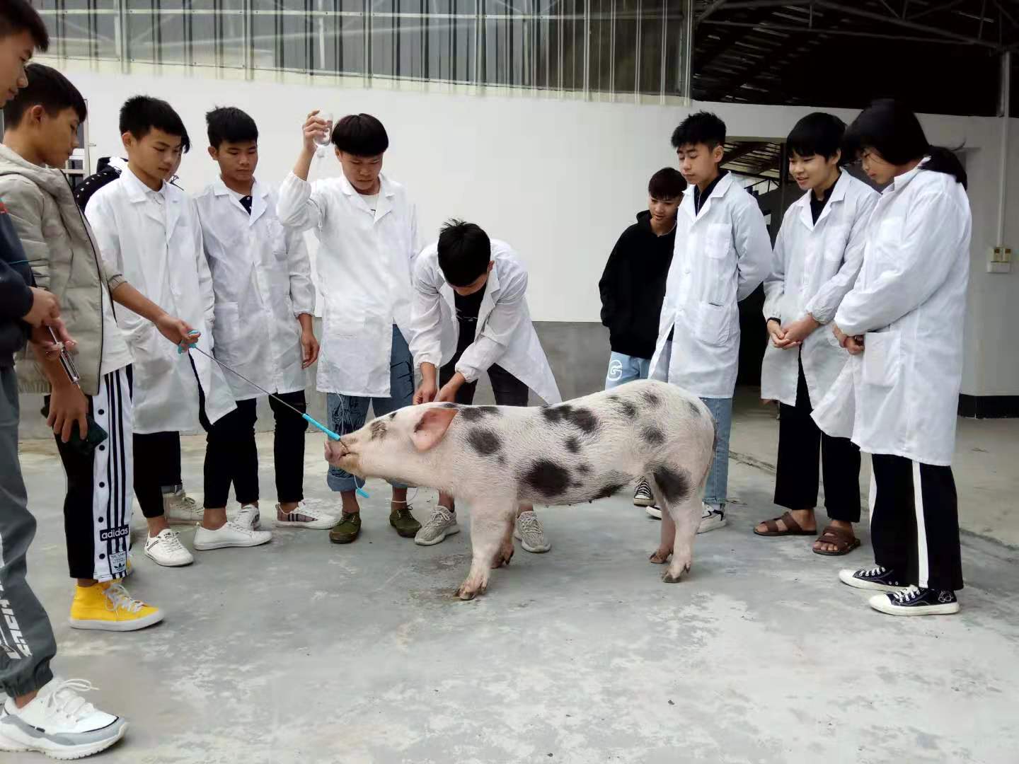 学生在给猪输液.jpg